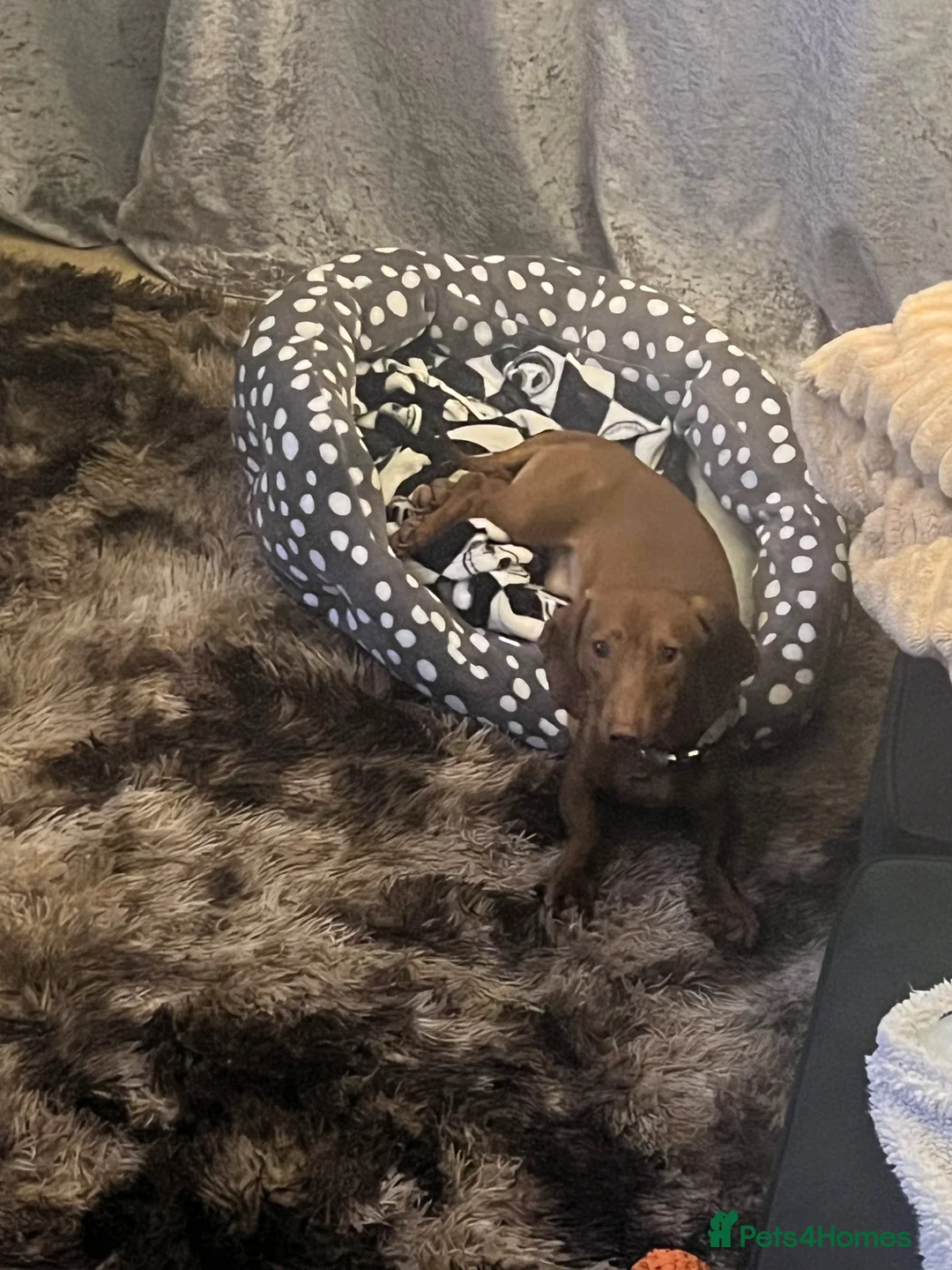 Dachshund dogs for sale: Standard Daschund Hugo  - Advert 2