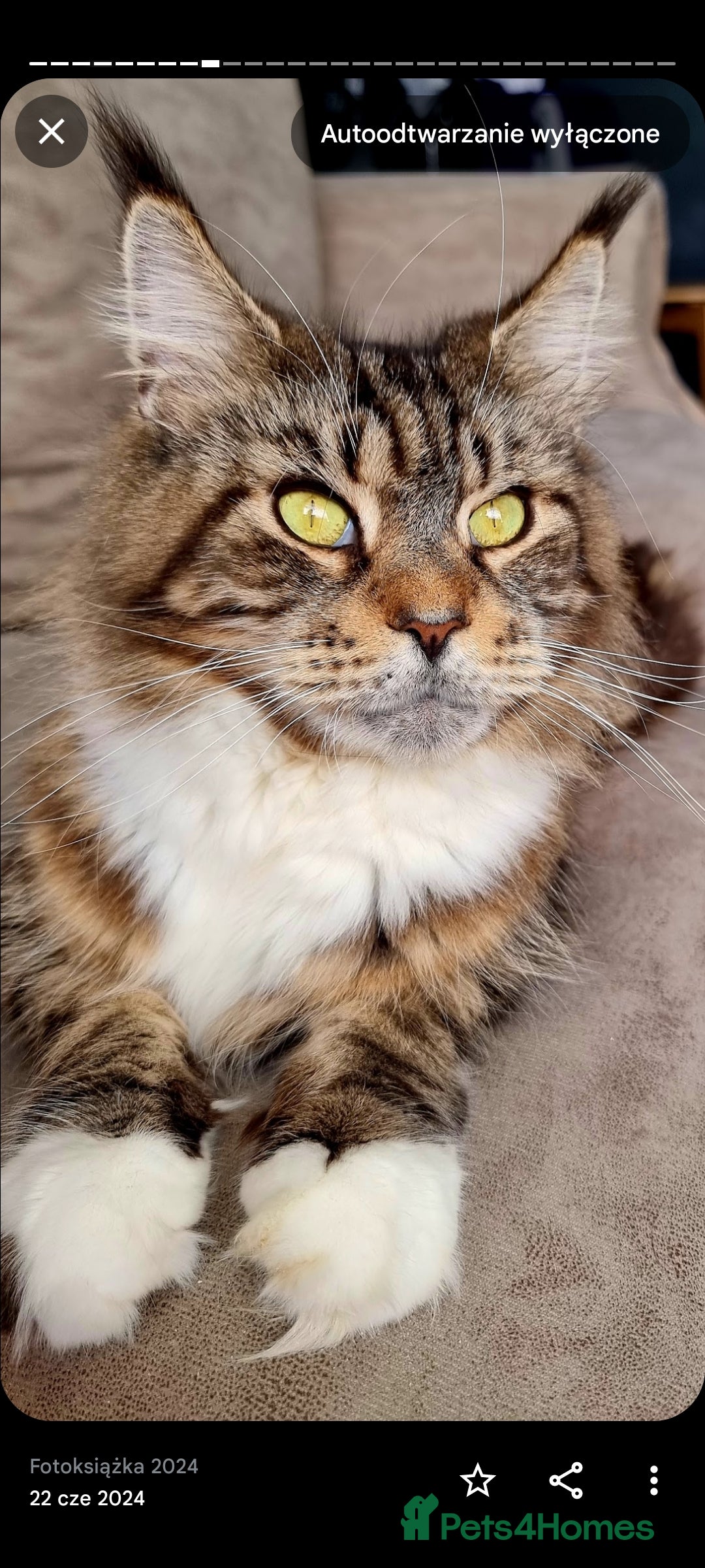 Maine Coon cats for sale: LAST FEMALE!!Beautiful maine coons - Image 9