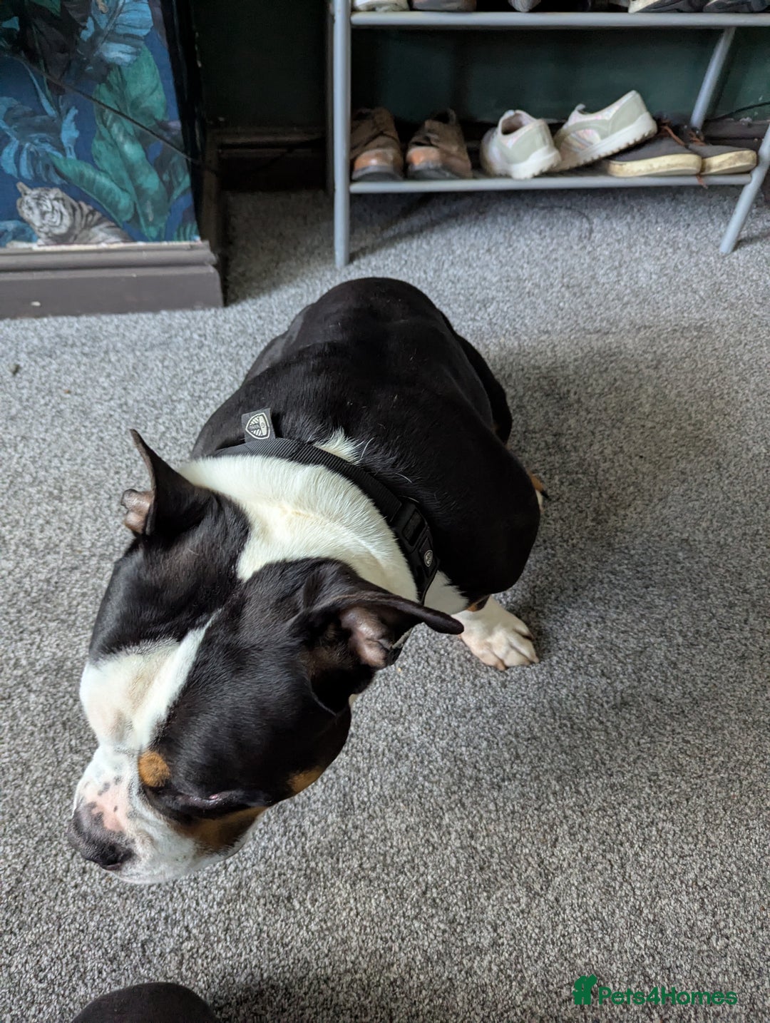American Bulldog dogs for sale: Tank – Pocket Bulldog with Champion Bloodline - Image 3