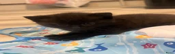 Mixed Breed cats for sale: Tabby and black kittens - Advert 11