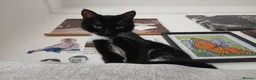 Domestic Shorthair cats for sale: 2 year old female cat in Preston - Advert 2