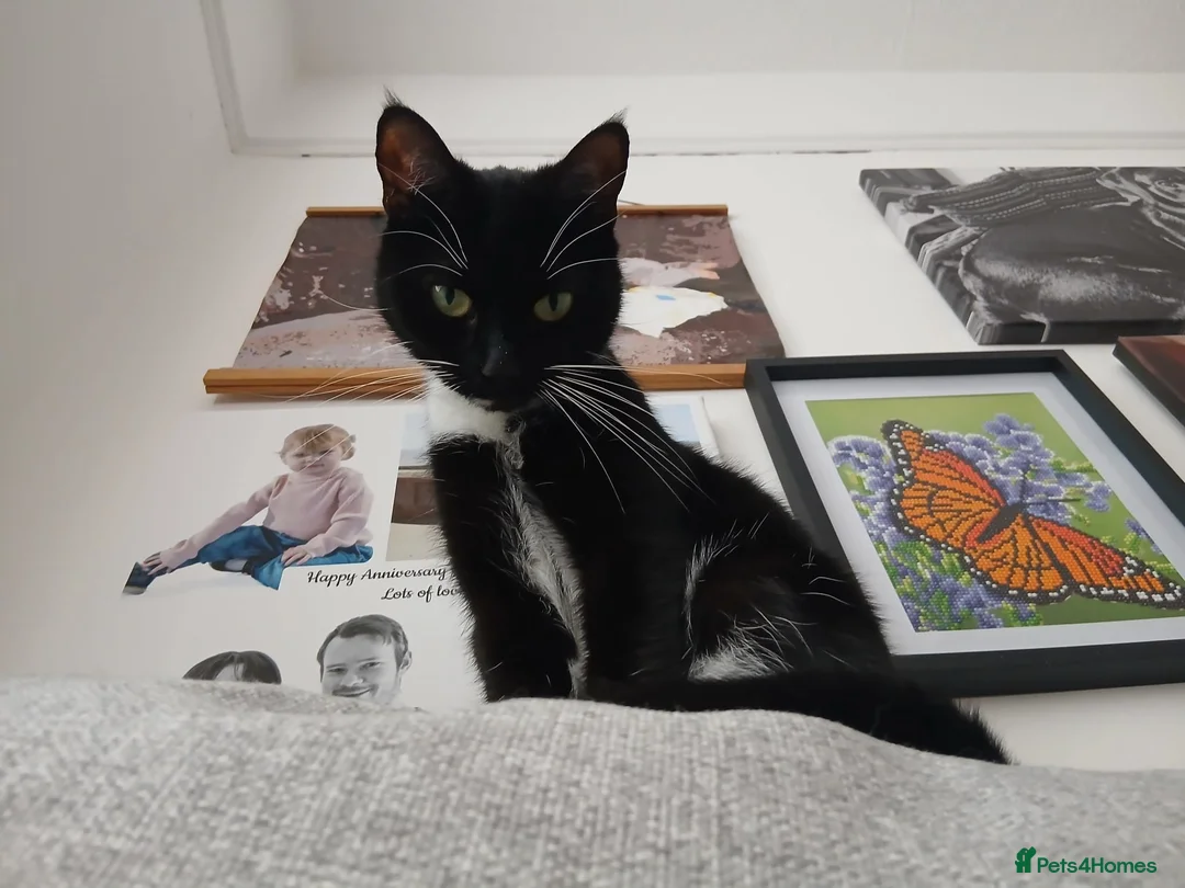 Domestic Shorthair cats for sale: 2 year old female cat in Preston - Advert 2
