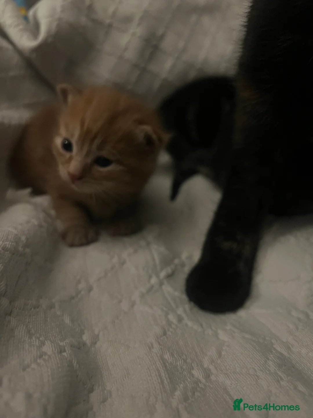 Mixed Breed cats for sale: Sociable kittens  in Brighton - Advert 5