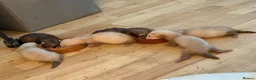 Ferret rodents for sale: 5 ferrets for sale  - Advert 1
