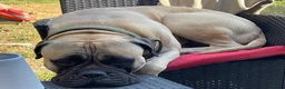 Bullmastiff dogs for sale: Beautiful Healthy Bullmastiff Puppies in Holmfirth - Advert 4