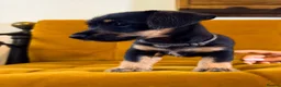 Jackshund dogs for sale: Daxijax/Jackshund/Dachshund/Jack - READY TO GO - Advert 17
