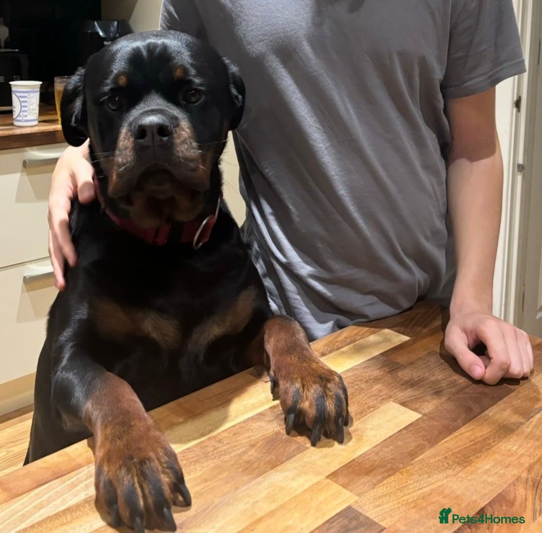 Mixed Breed dogs for sale: Central Aisian Shepard x Rottweiler - Image 11