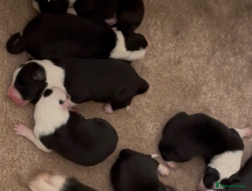 Border Collie dogs KC/ISDS REG BORDER COLLIE DNA HEALTH TESTED PUPS - Advert 2