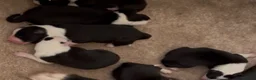 Border Collie dogs for sale: KC/ISDS REG BORDER COLLIE DNA HEALTH TESTED PUPS - Advert 2