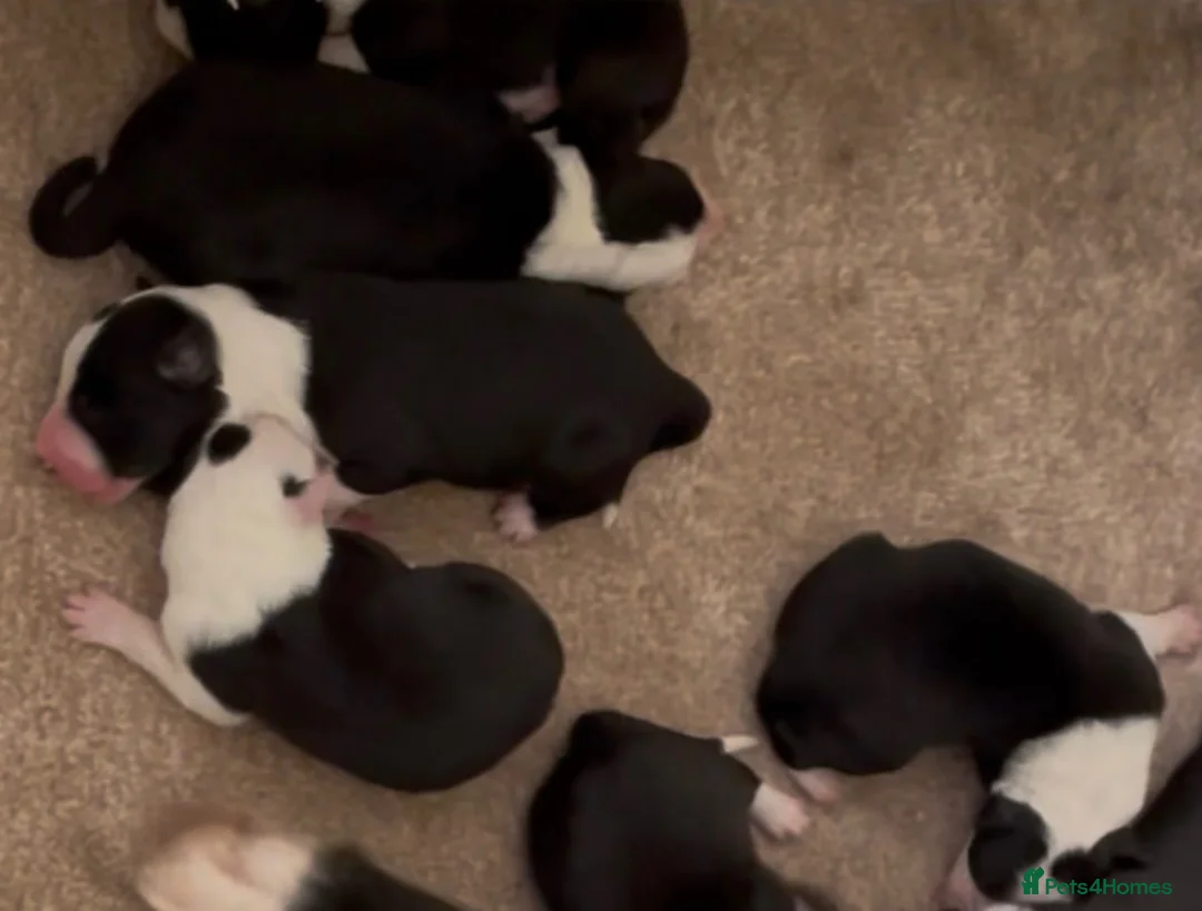 Border Collie dogs for sale: KC/ISDS REG BORDER COLLIE DNA HEALTH TESTED PUPS - Advert 2