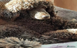 Standard Poodle dogs for stud: Standard Poodle Stud in March - Image 5