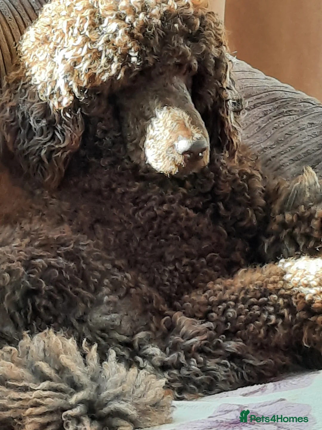 Standard Poodle dogs for stud: Standard Poodle Stud in March - Advert 5