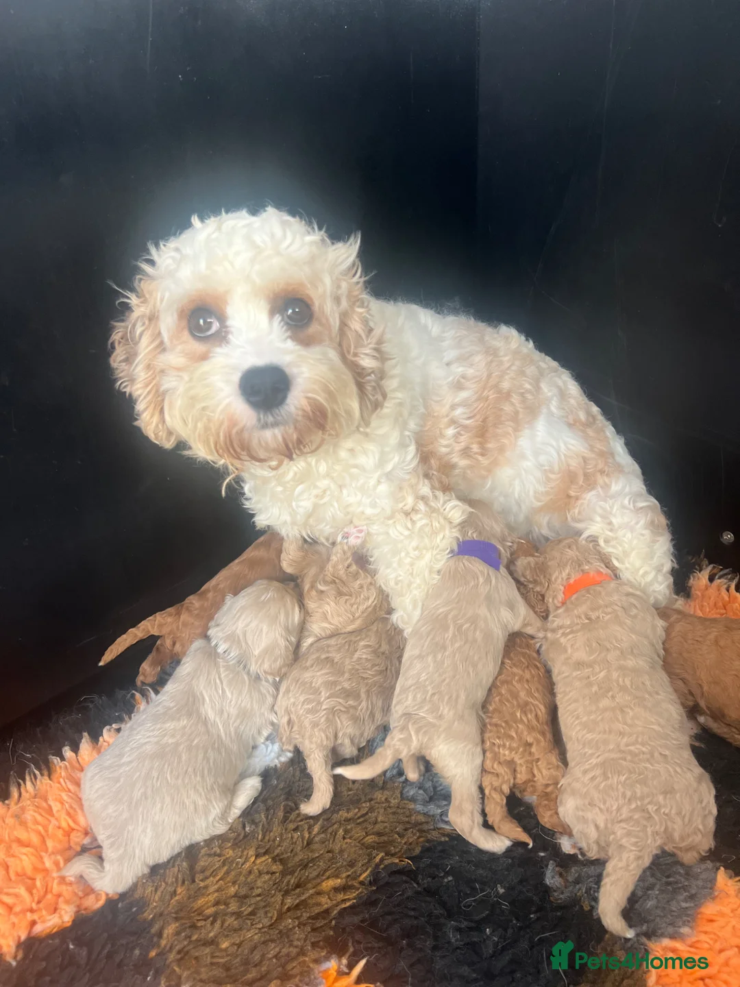 Cavapoochon dogs for sale: CAVAPOOCHON READY TO RESERVE  - Advert 2