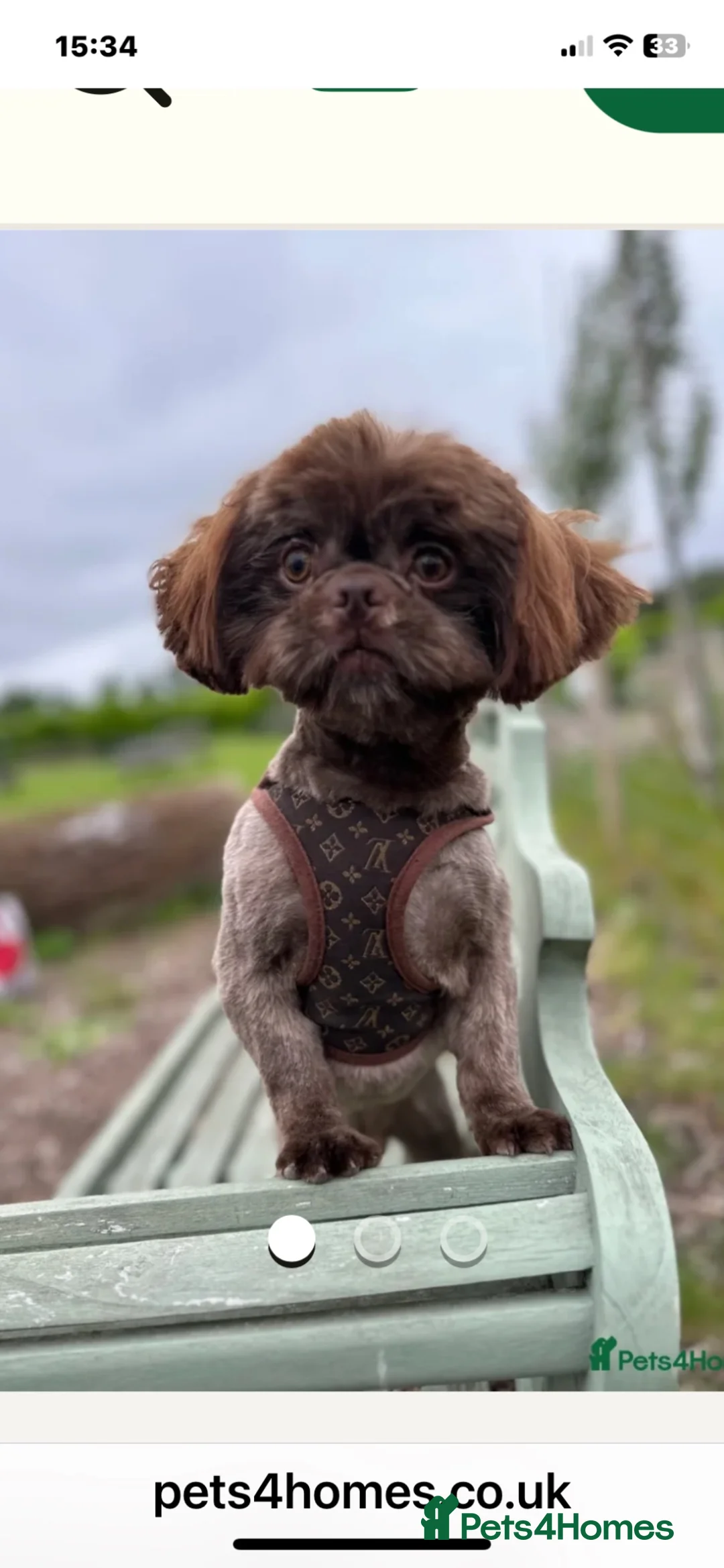 Shih Tzu dogs for sale: Shih Tzu boy  - Advert 2