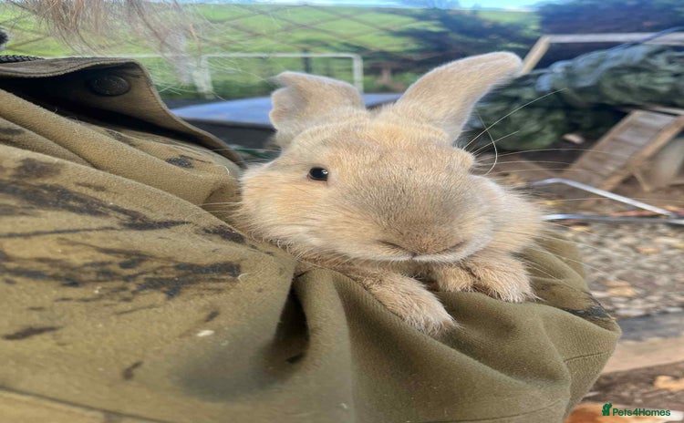 Continental Giant rabbits - Advert 3