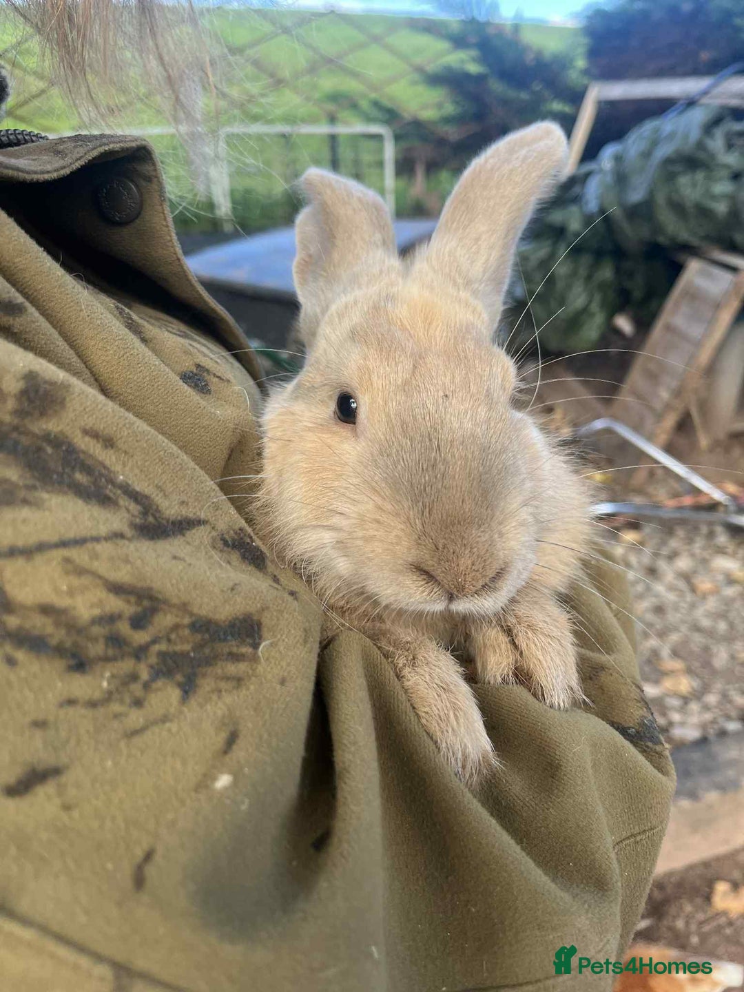 Continental Giant rabbits for sale: Big boy - Image 1