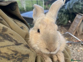 Continental Giant rabbits - Advert 2