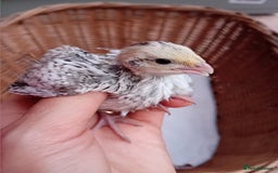 Quail poultry for sale: Snowflake Bobwhite Quail Chicks ~ Various Ages - Image 3