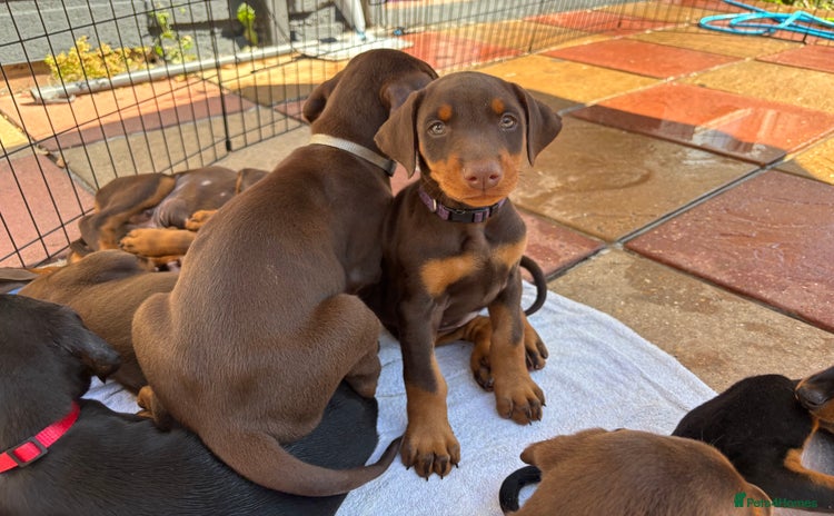 Dobermann dogs - Advert 2