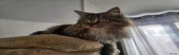 Maine Coon cats for sale: Maine Coon  - Advert 8