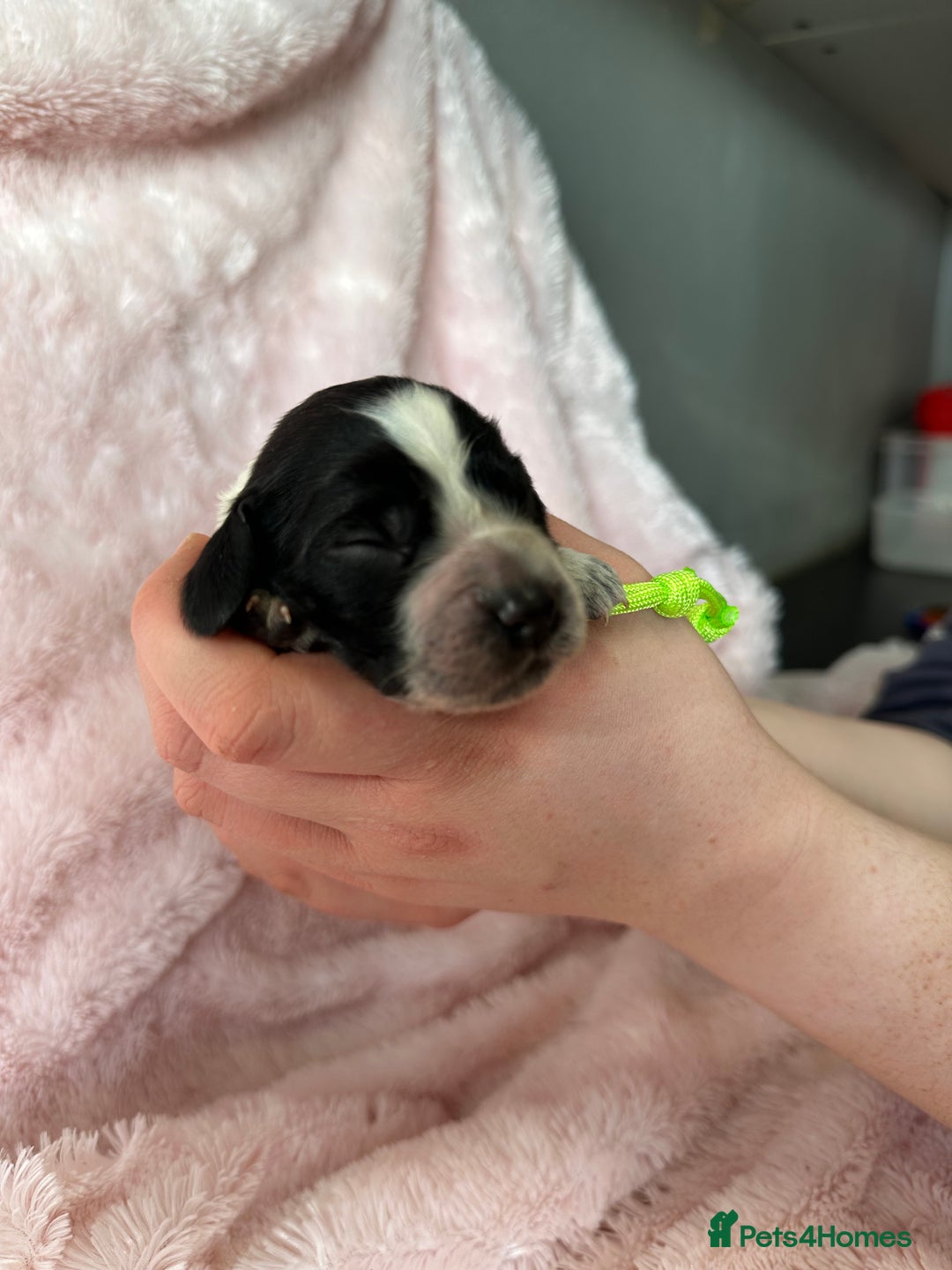 Cocker Spaniel dogs for sale: Cocker Spaniel Pups - Solid & Roan - Farlavale - Advert 14