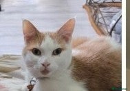 Mixed Breed cats Gorgeous boy - Advert 23