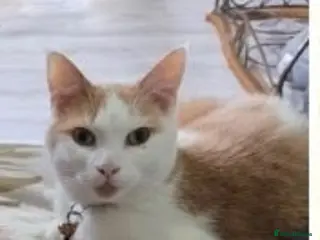 Mixed Breed cats Gorgeous boy - Advert 23