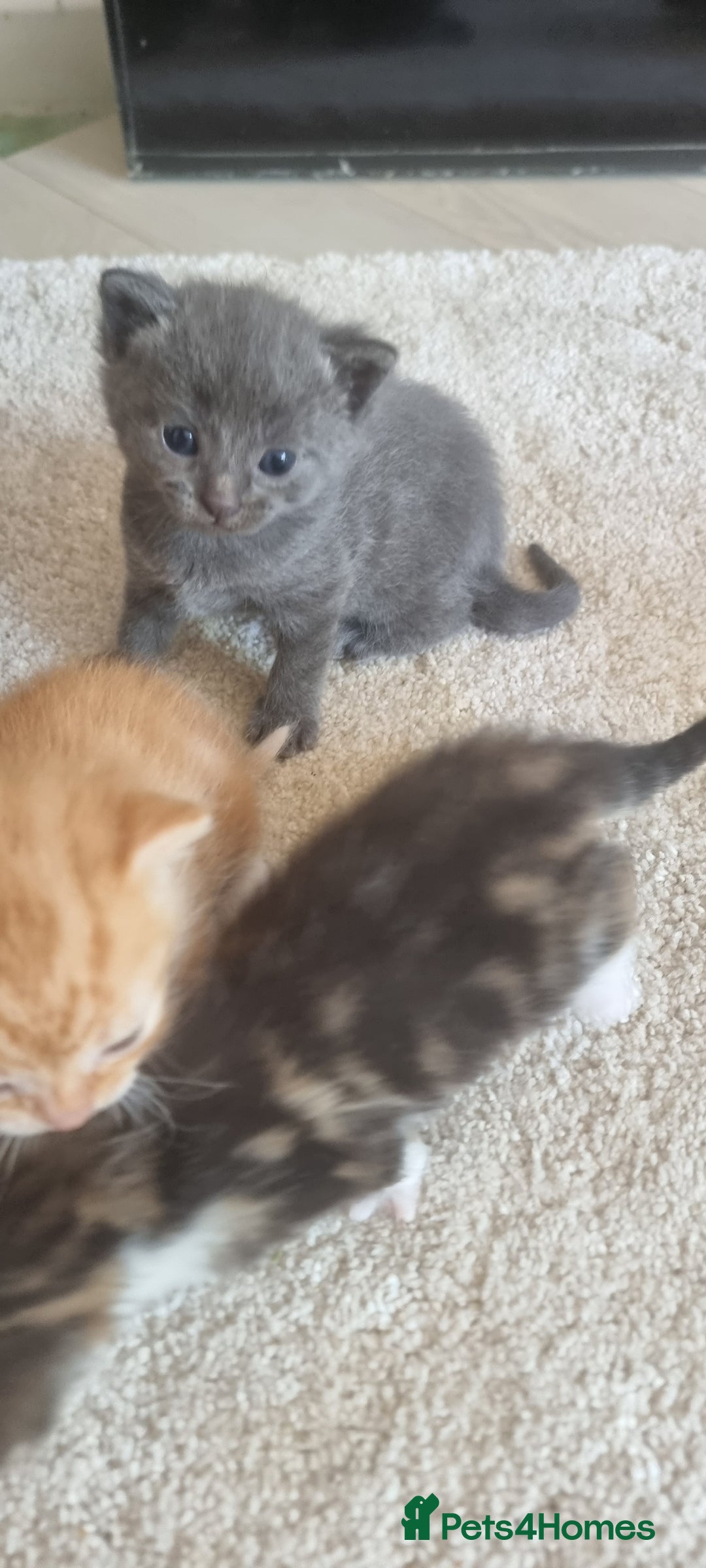 Domestic Shorthair cats for sale: Kittens  - Image 3