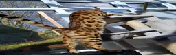 Bengal cats for sale: ❤️ Stunning Pure Bengal Kittens ❤️ - Advert 32