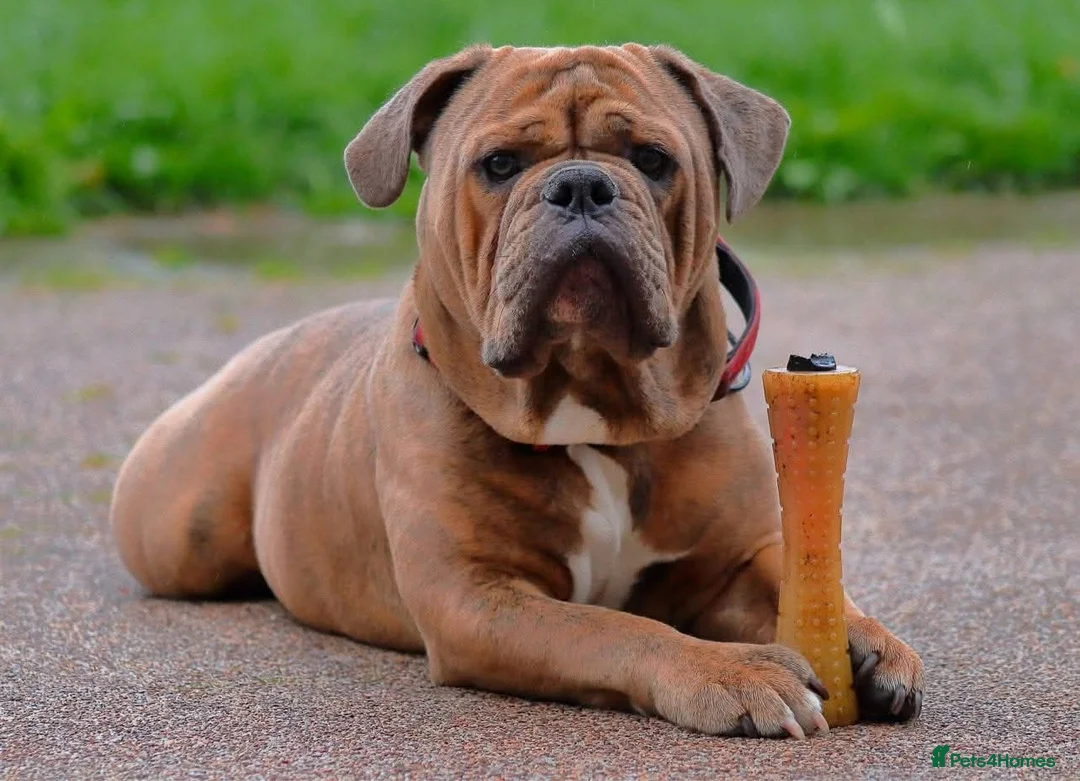 Olde English Bulldogge dogs for stud: Olde english bulldog for stud - Advert 1