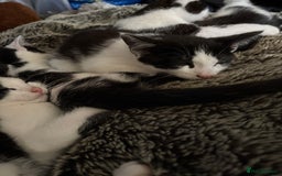Mixed Breed cats for sale: Mixed kittens  - Image 2
