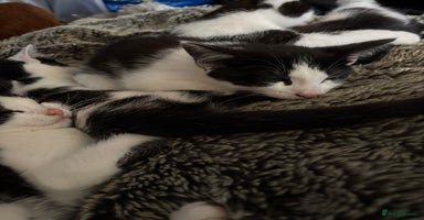 Mixed Breed cats - Advert 2