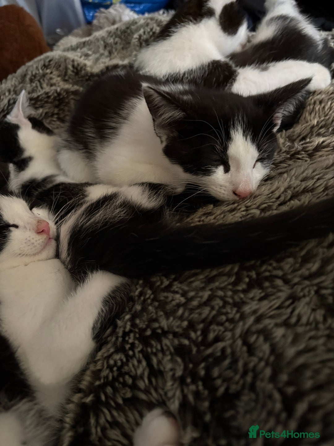 Mixed Breed cats for sale: Mixed kittens  - Image 2