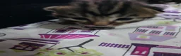 Mixed Breed cats for sale: Kittens for sale in Southampton - Advert 2