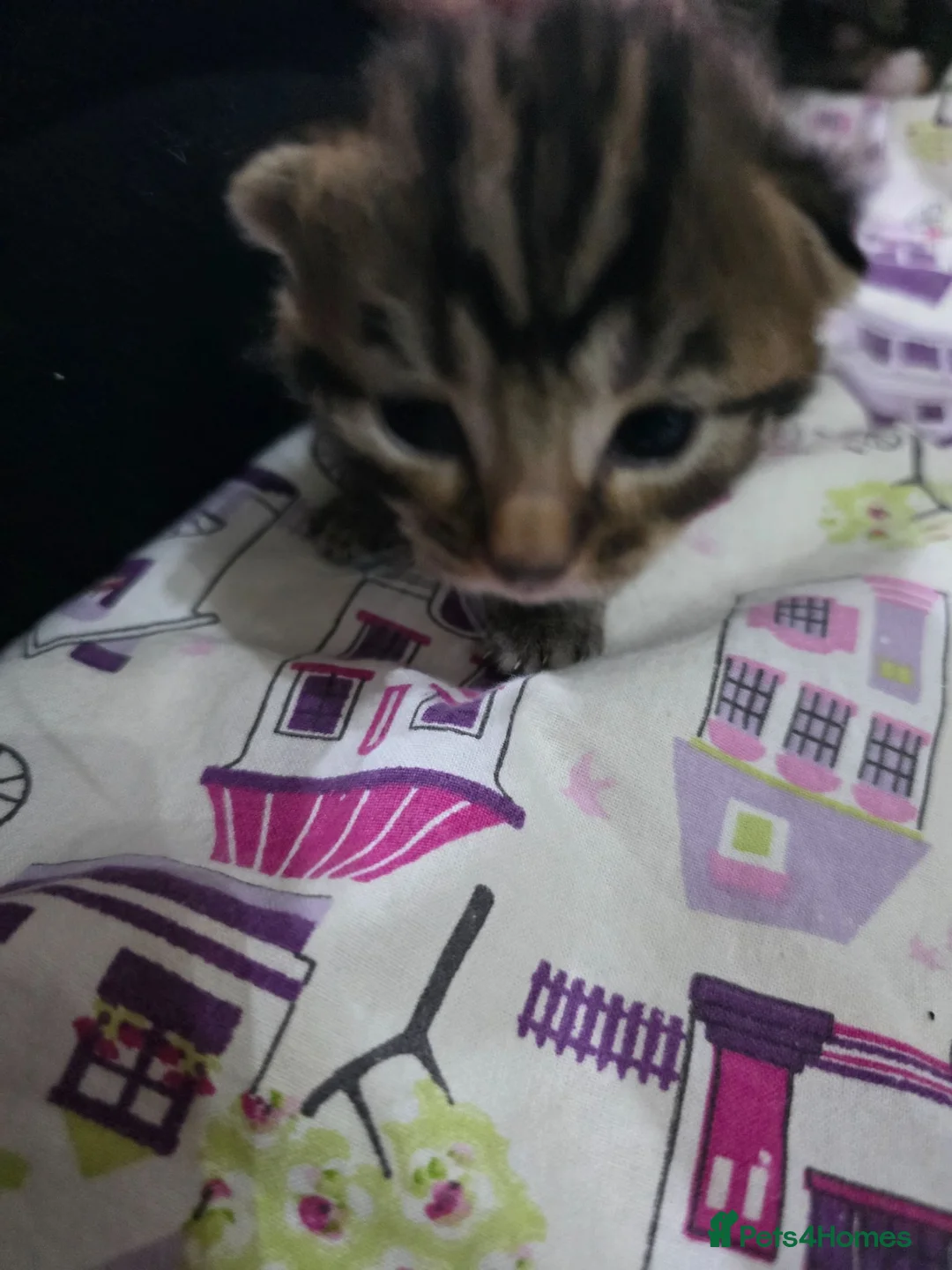 Mixed Breed cats for sale: Kittens for sale in Southampton - Advert 2