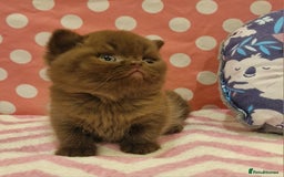 British Shorthair cats for sale: Tica registered British Shorthair kittens Champion - Image 34