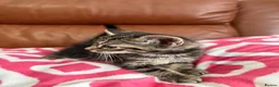 Mixed Breed cats for sale: Mixed Bengal and tabby cats  - Advert 13