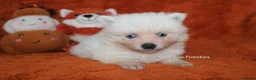 Pomsky dogs for sale: Pomsky Puppies (3) - Advert 11