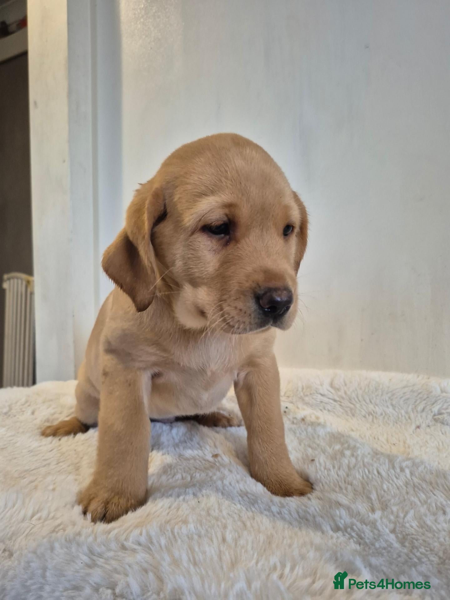 Labrador Retriever dogs for sale: *1 LEFT* Stunning Labrador Retriever Puppies  - Advert 14