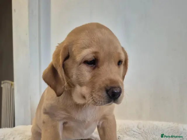 Labrador Retriever dogs for sale: *1 LEFT* Stunning Labrador Retriever Puppies - Advert 14