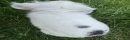 Mini Lion Lop rabbits for sale: Mini lion lop male  - Advert 3
