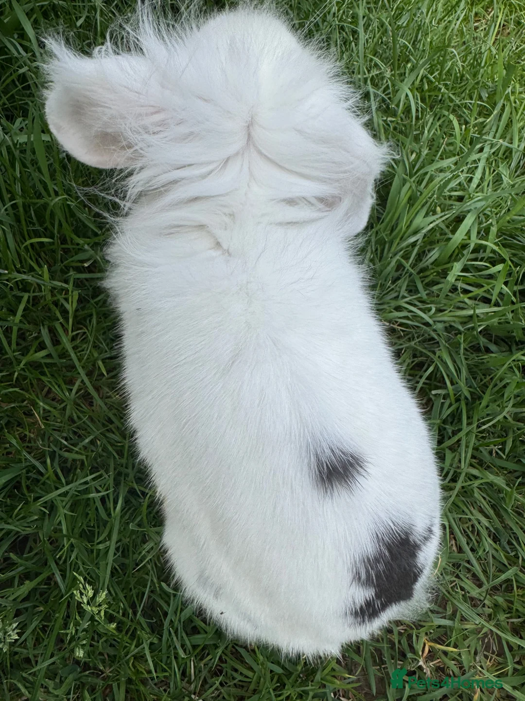 Mini Lion Lop rabbits for sale: Mini lion lop male  - Advert 3
