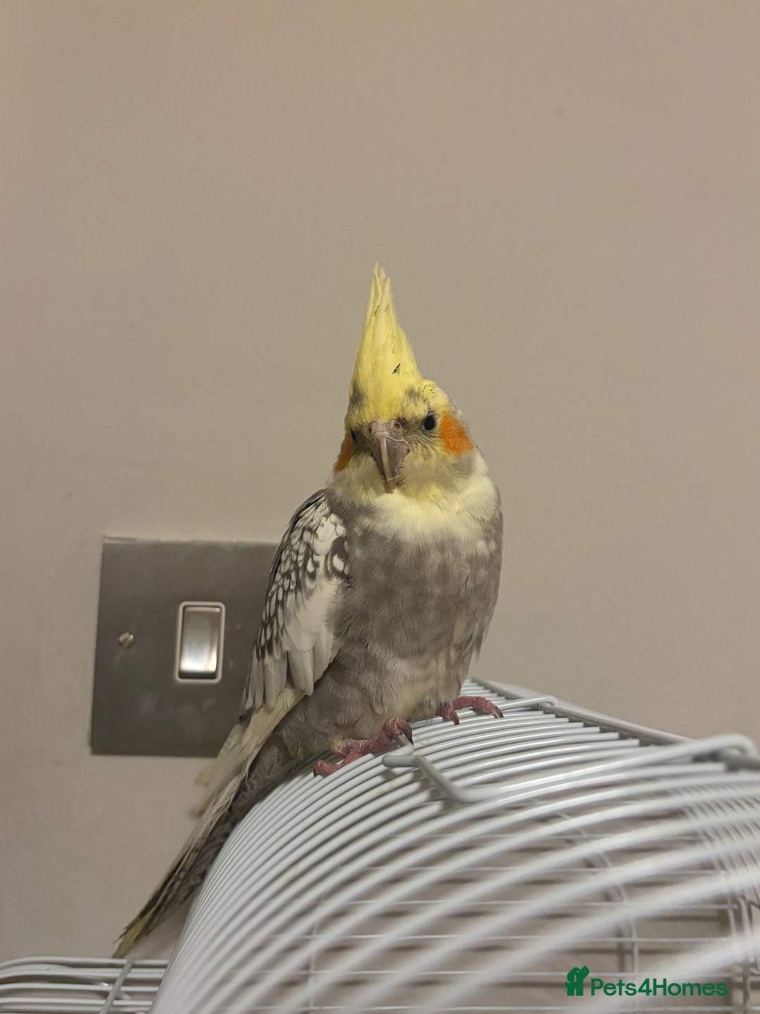 Cockatiels birds for sale: beautiful tame cockatiel for sale  - Advert 8