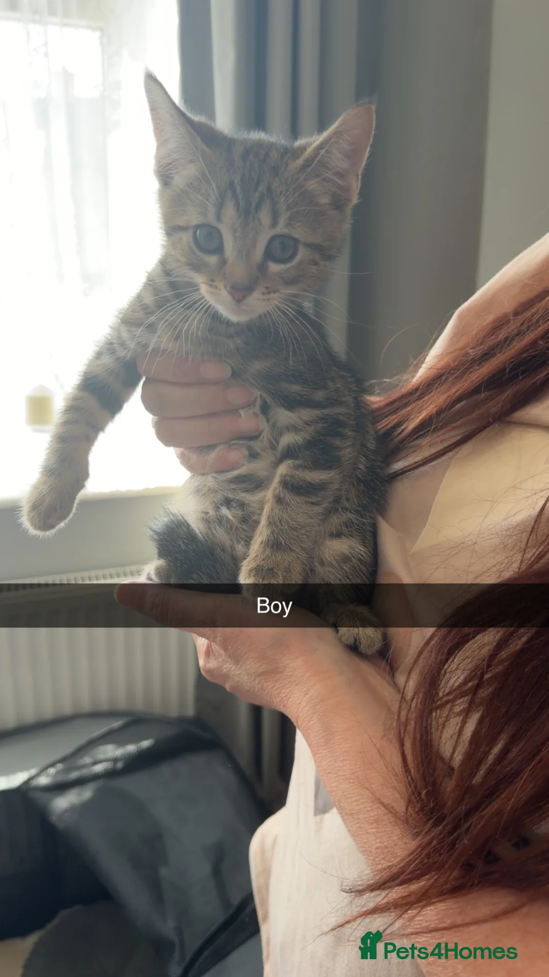 Mixed Breed cats for sale: 4 beautiful kittens. Ready now  - Advert 2