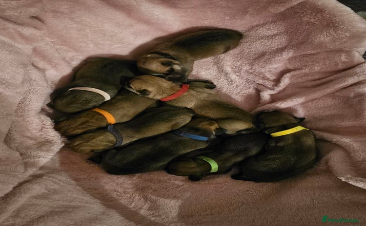 Mixed Breed dogs - Advert 10