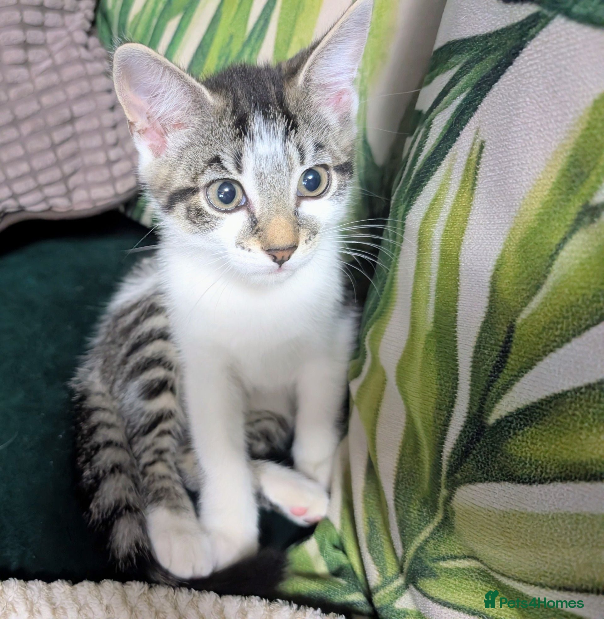 Mixed Breed cats Beautiful kittens - one tabby and white girl left - Advert 2