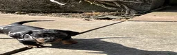 Miniature Dachshund dogs for sale: KC Registered Miniature Dachshund Puppies - Advert 3
