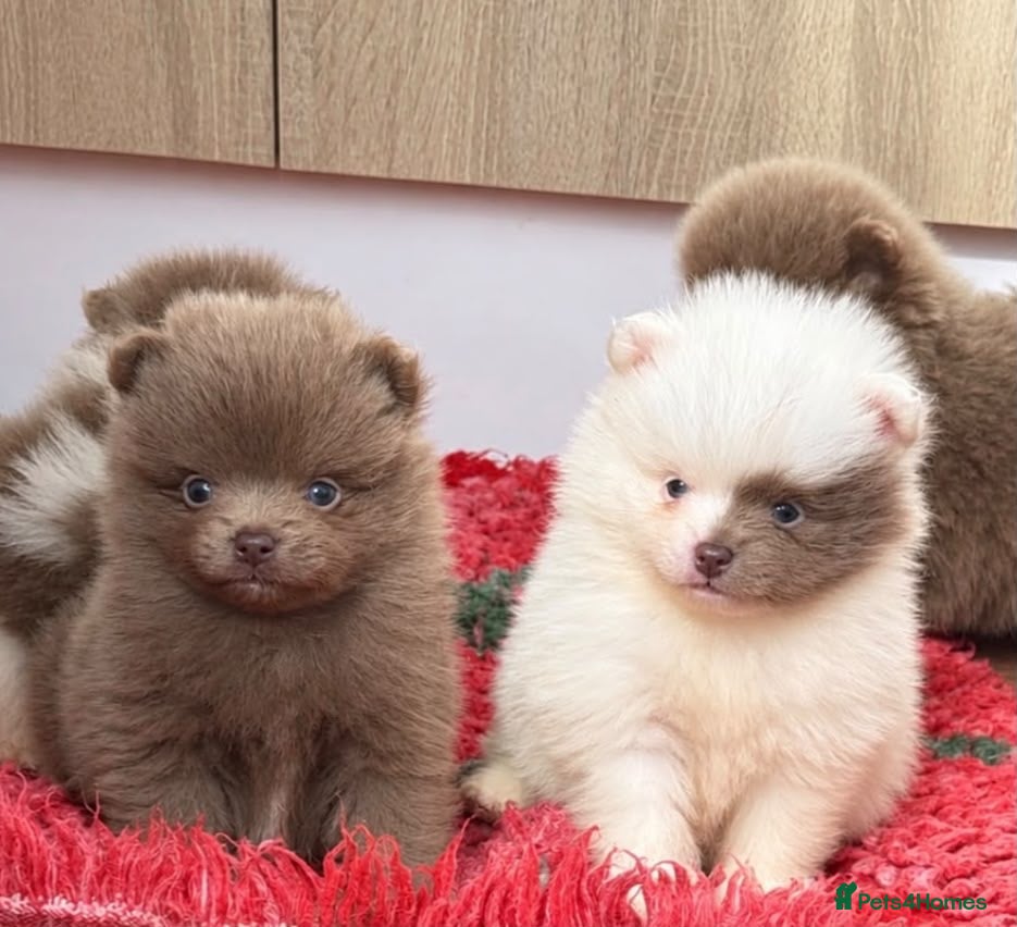 Pomeranian dogs Kc Lilac parti pom poms  - Advert 9