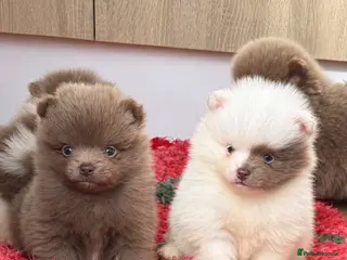 Pomeranian dogs Kc Lilac parti pom poms - Advert 1