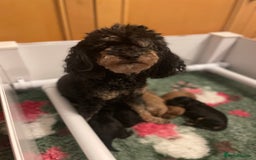 Cavapoo dogs for sale: Exceptional F1 Cavapoos. 5*  - Image 13